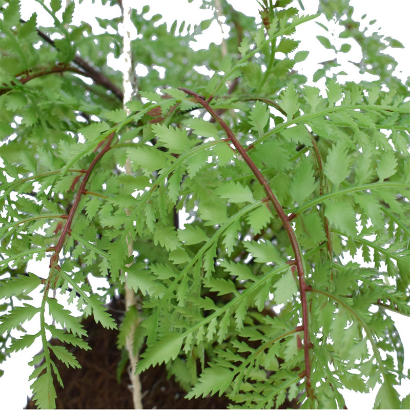 Large Lush Tropical Hanging Fern Ball 55cm Diameter